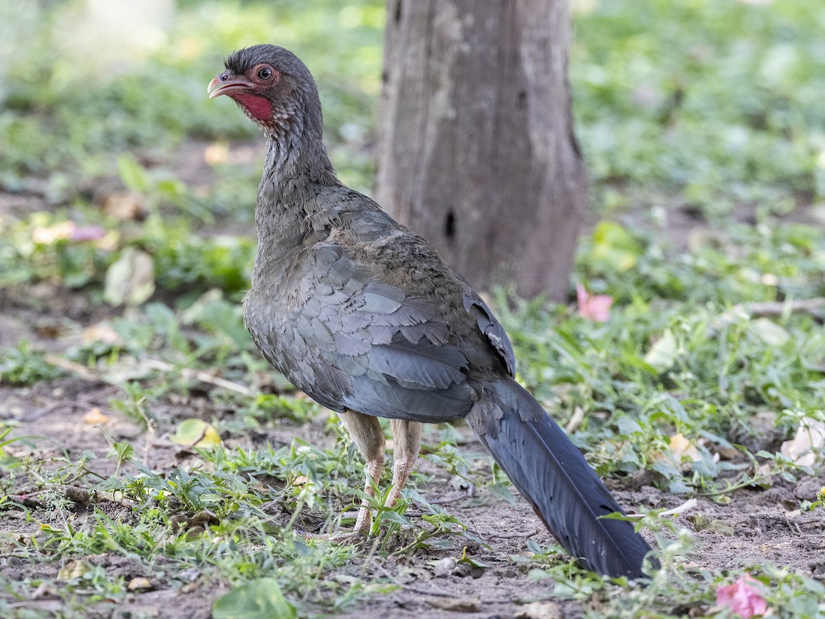 Chachalaca Charata - ML610157220