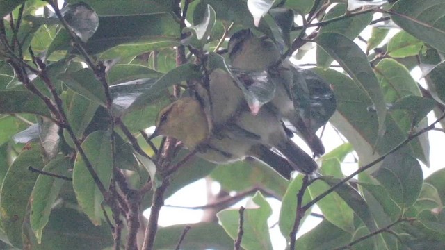 Mosquitero Tribandeado - ML610157243