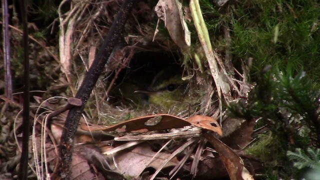 Mountain Leaf Warbler - ML610157303