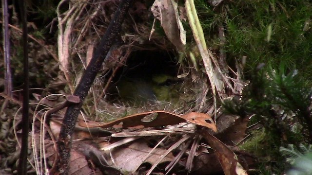 Mountain Leaf Warbler - ML610157310