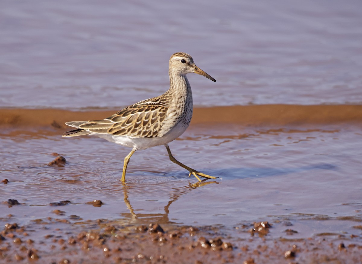 Pectoral Sandpiper - Norman Barrett