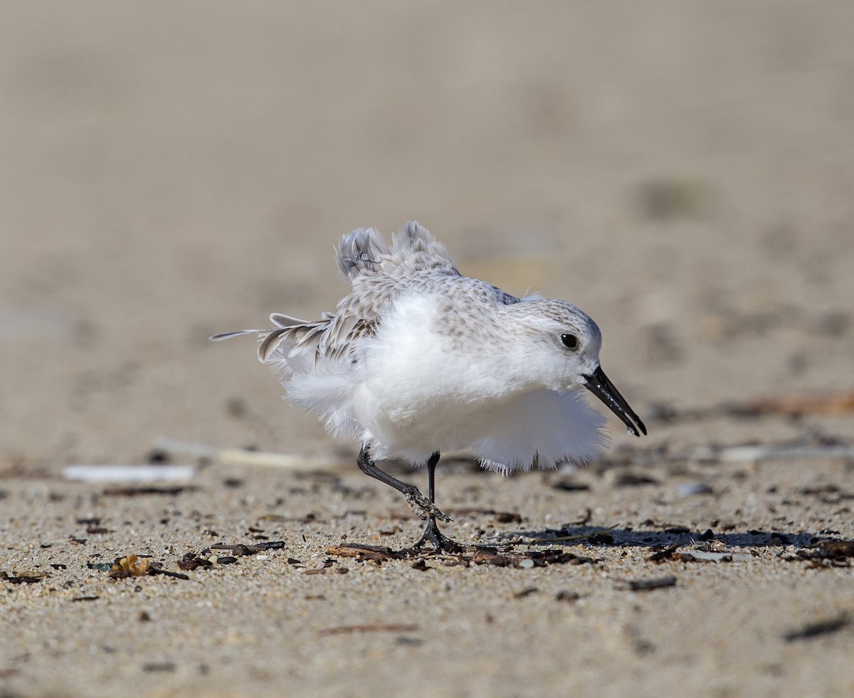 Sanderling - Elizabeth Hamel