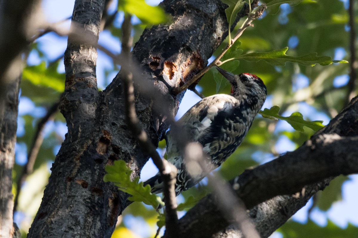 Yellow-bellied Sapsucker - ML610157516