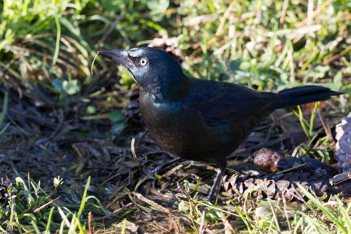 Common Grackle - ML610157521