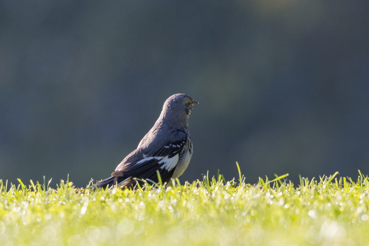 Northern Mockingbird - ML610157523