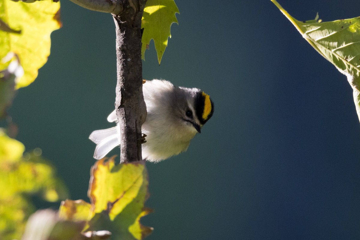 Golden-crowned Kinglet - Alex Tey