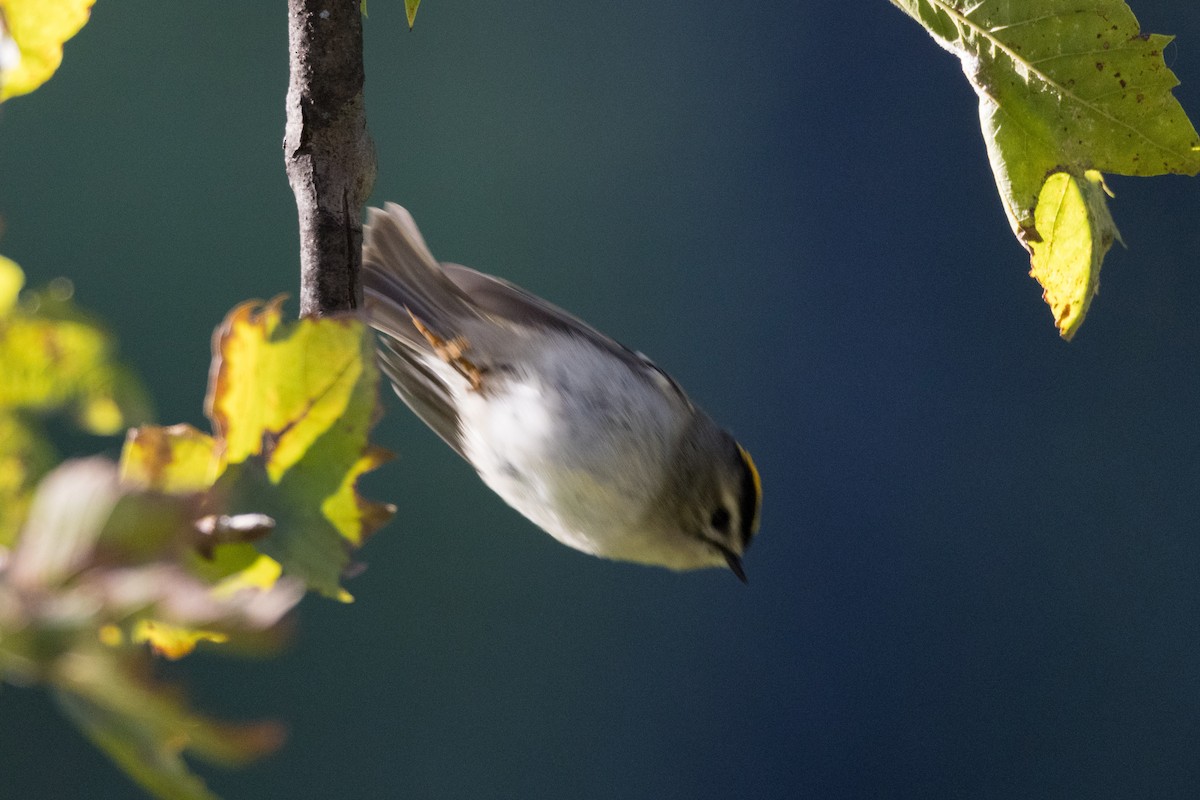 Golden-crowned Kinglet - ML610157525