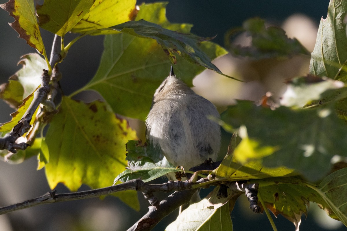 Golden-crowned Kinglet - ML610157526