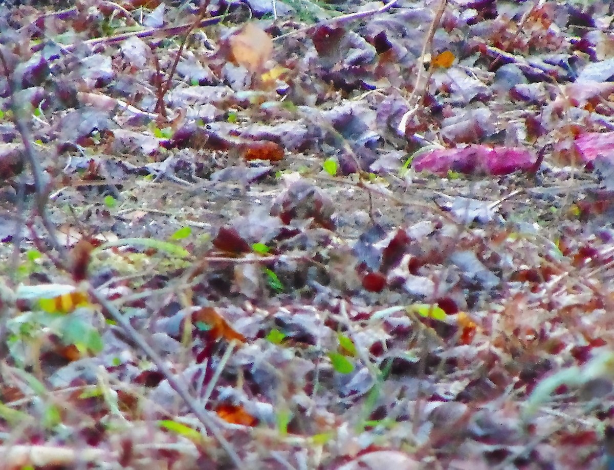 Fox Sparrow - ML610157567