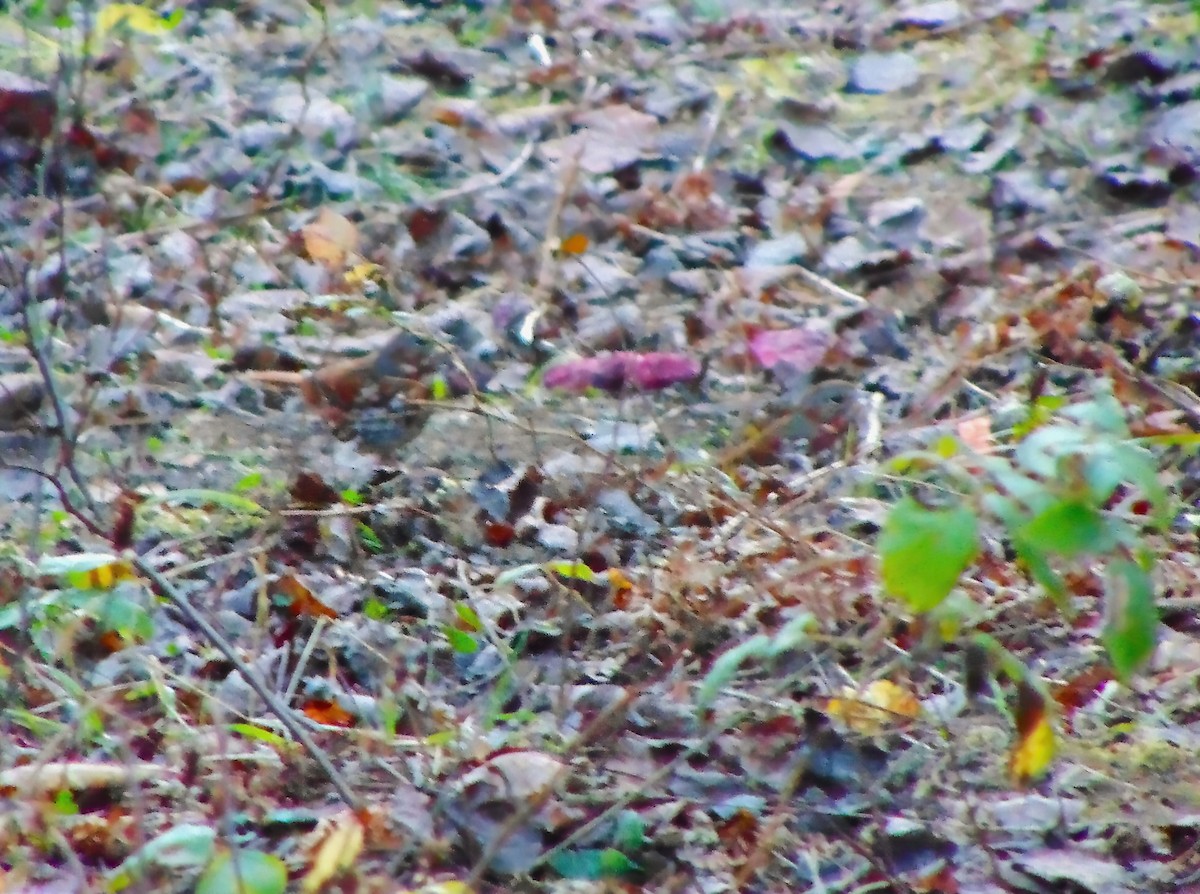 Fox Sparrow - ML610157568