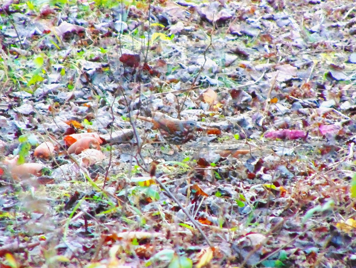 Fox Sparrow - ML610157569