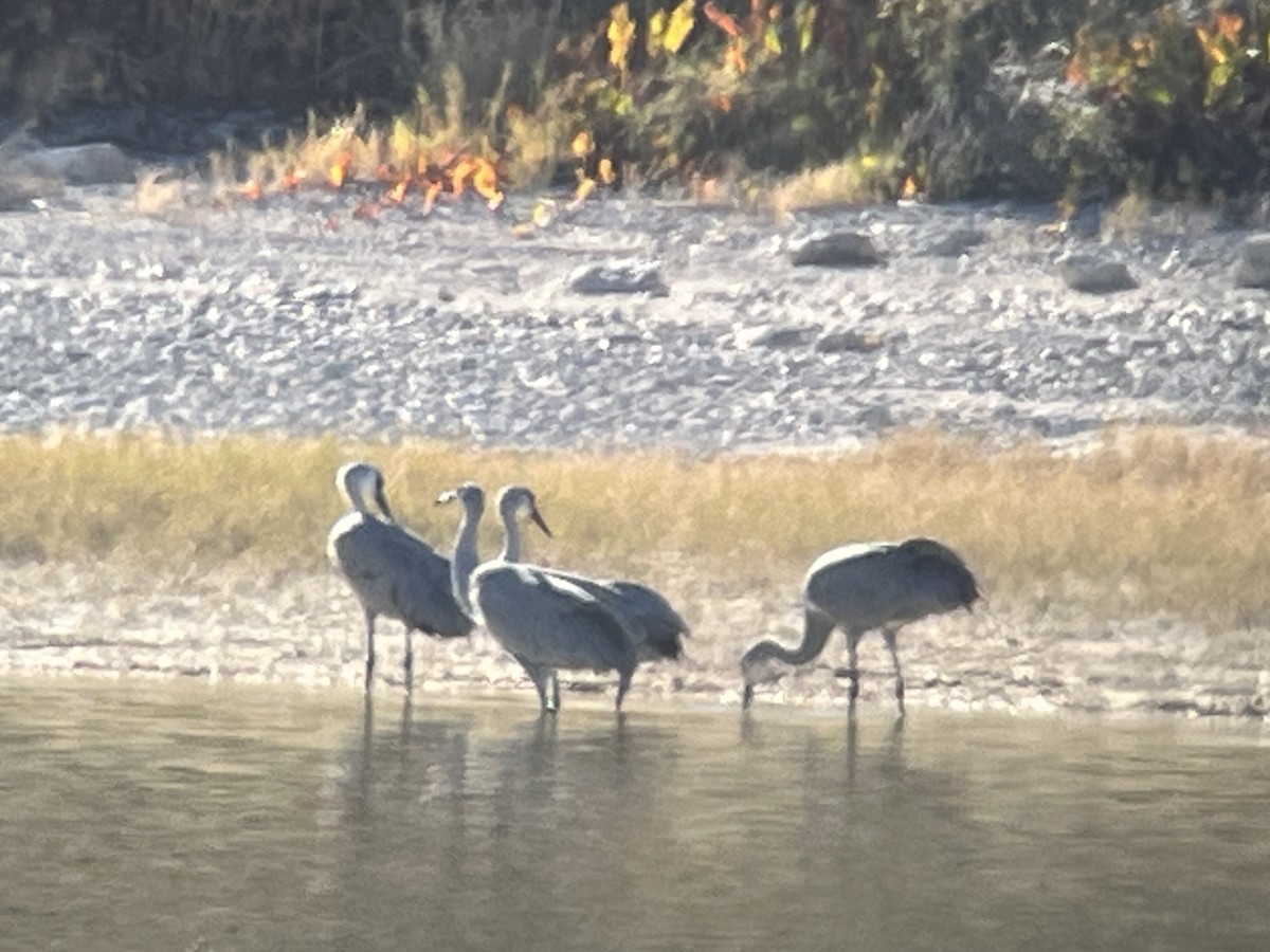 Sandhill Crane - ML610157591