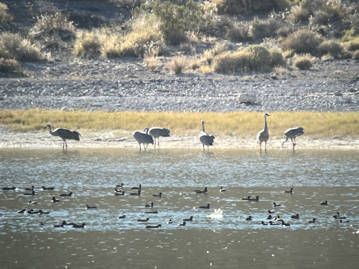 Sandhill Crane - ML610157595