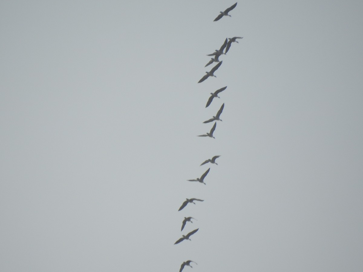 goose sp. - Victoria Vosburg