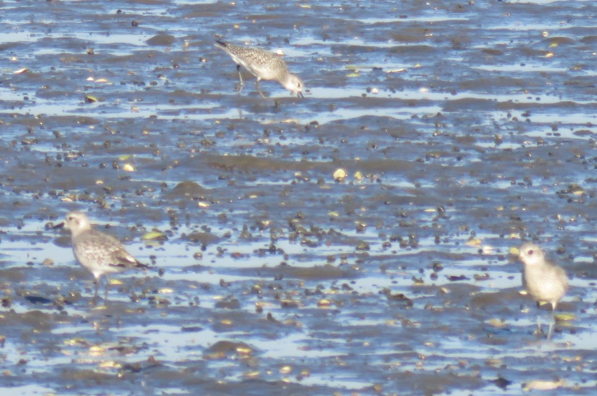 Black-bellied Plover - ML610157627