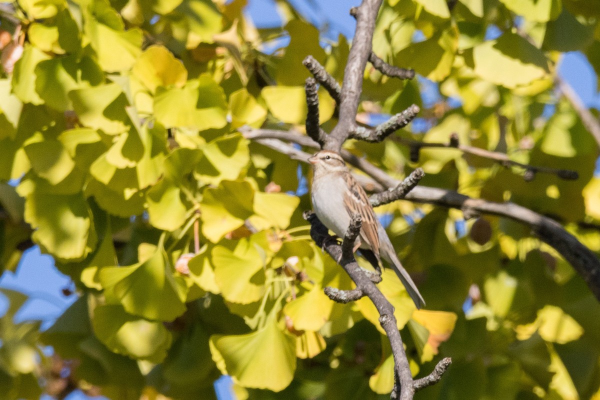 Chipping Sparrow - ML610157693