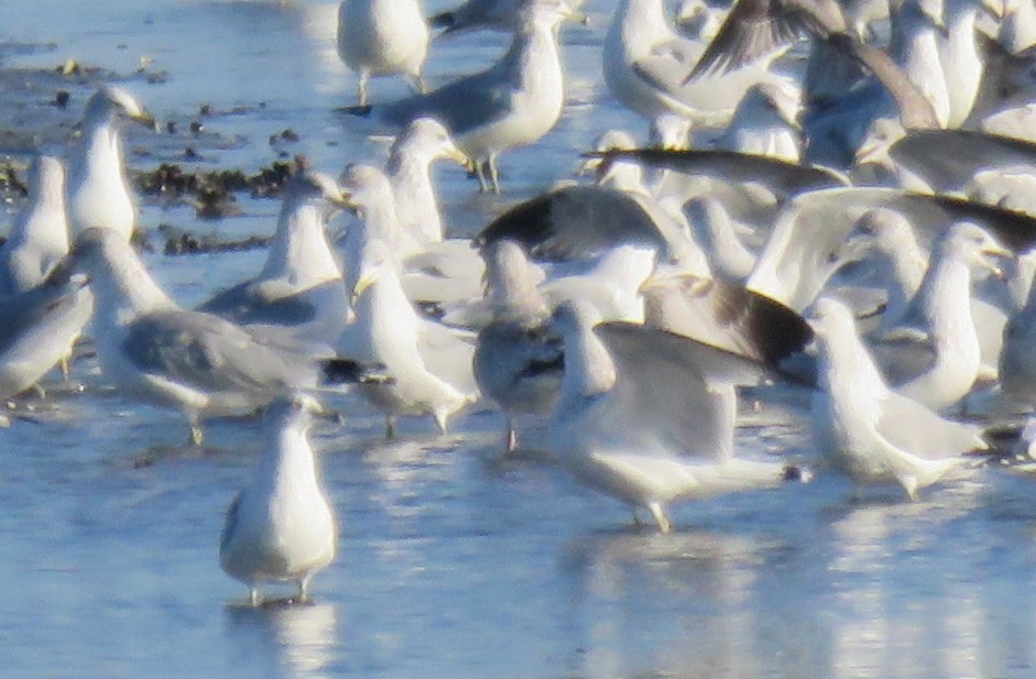 Ring-billed Gull - ML610157697