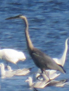 Great Blue Heron - ML610157729