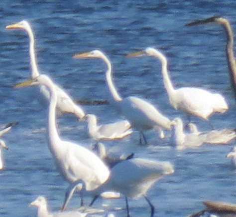 Great Egret - ML610157739