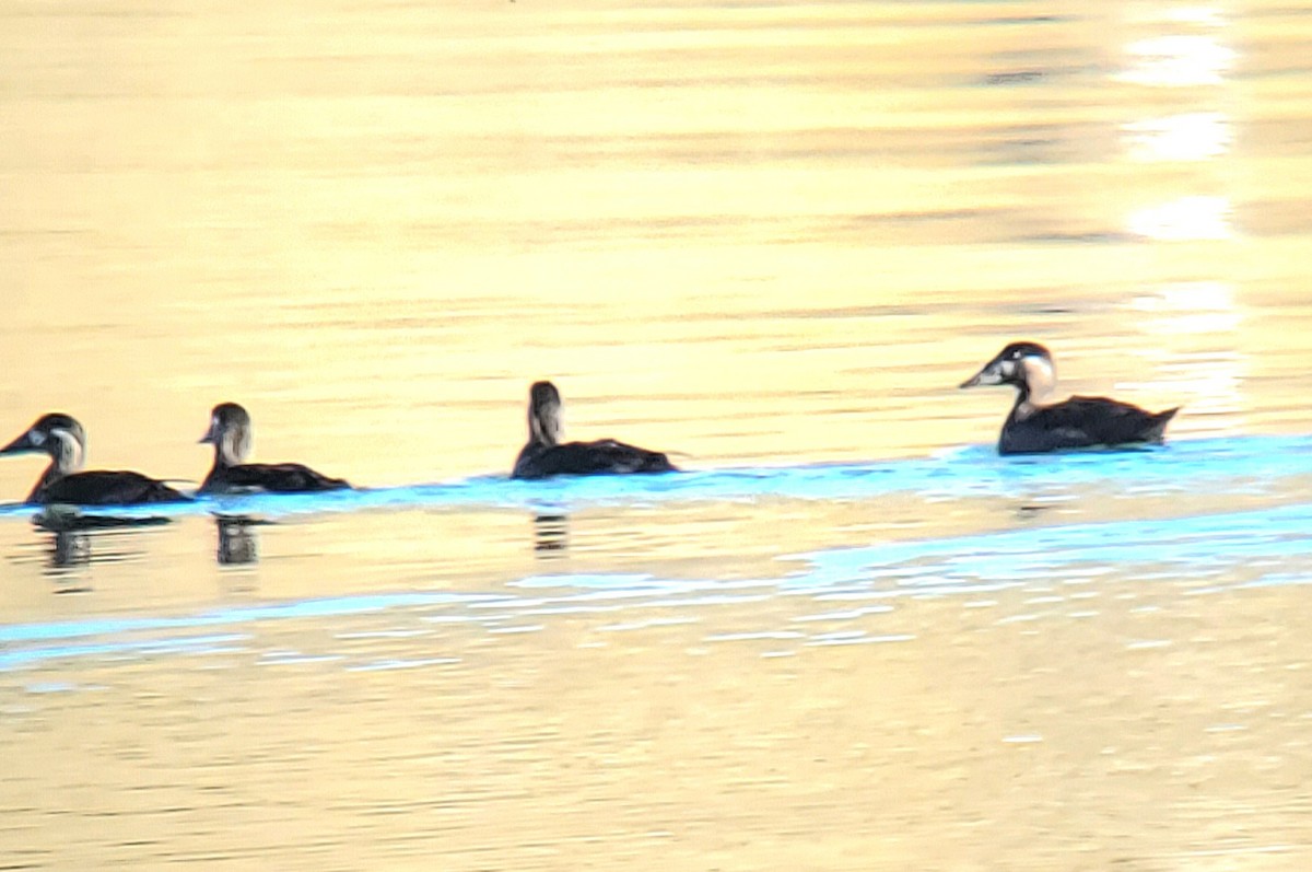 Surf Scoter - ML610157752