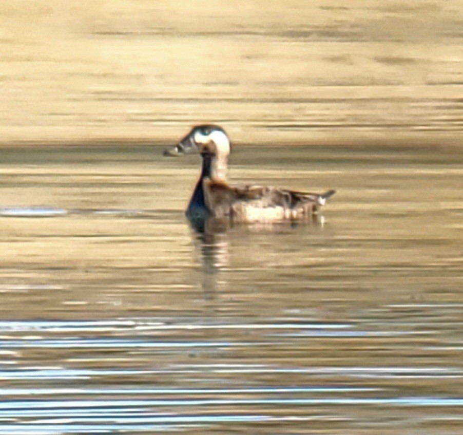 Surf Scoter - ML610157755