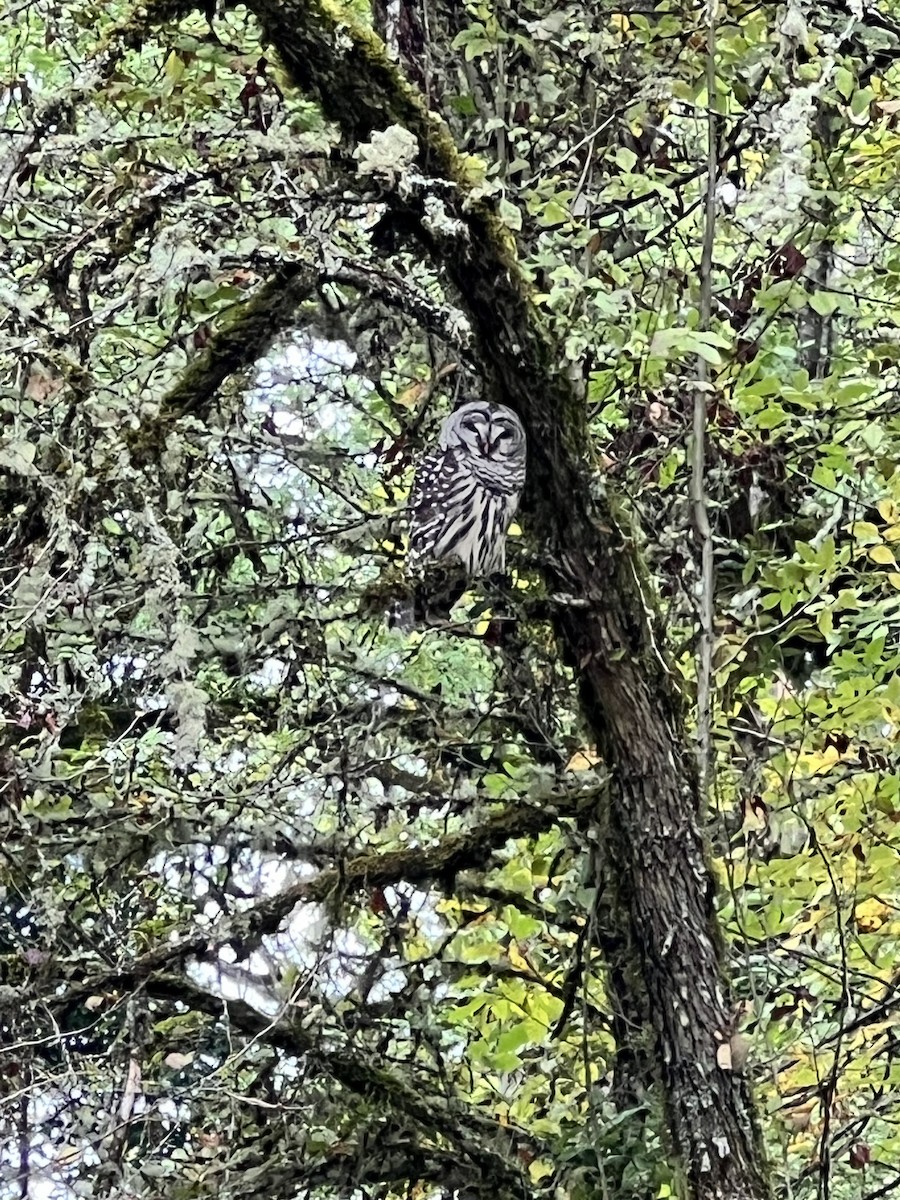 Barred Owl - virginia rayburn