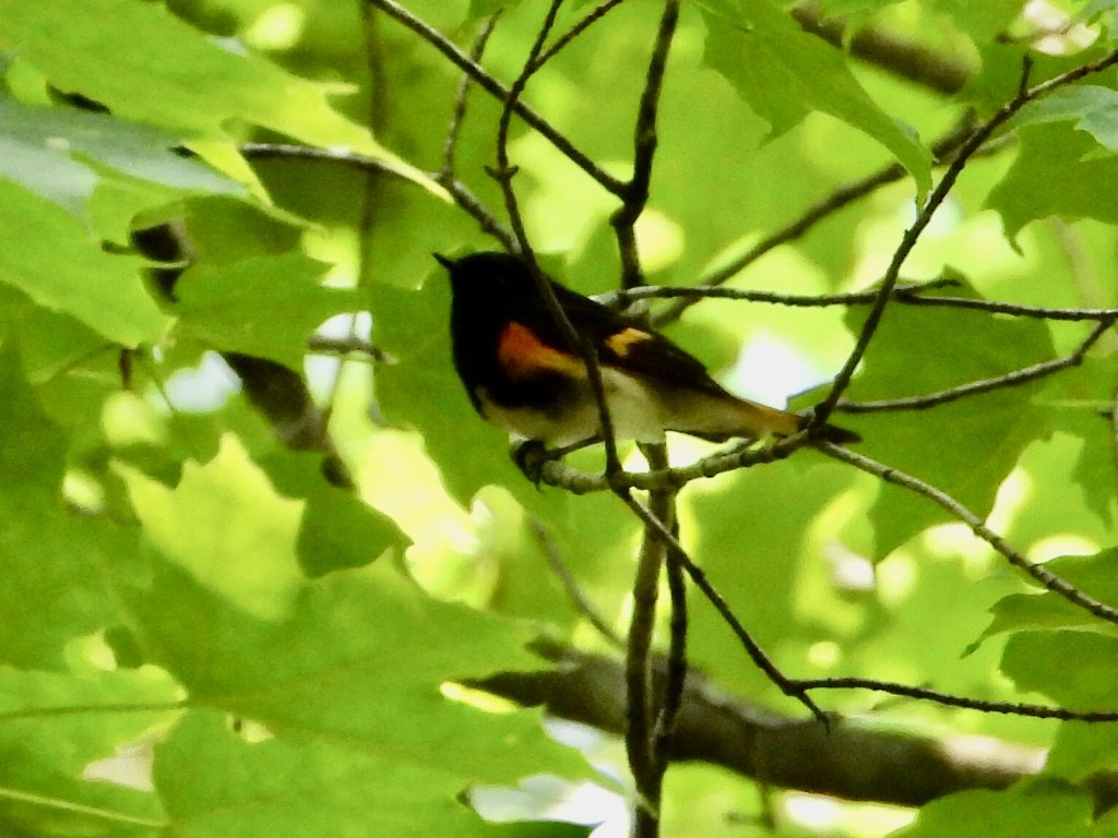 American Redstart - ML610157806