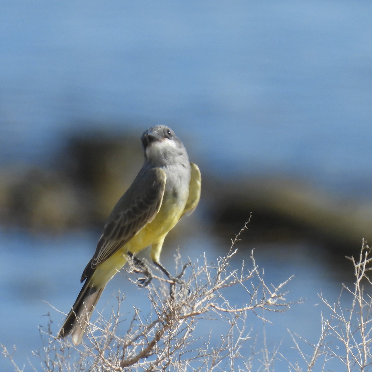 Cassin's Kingbird - George&Mary Flicker