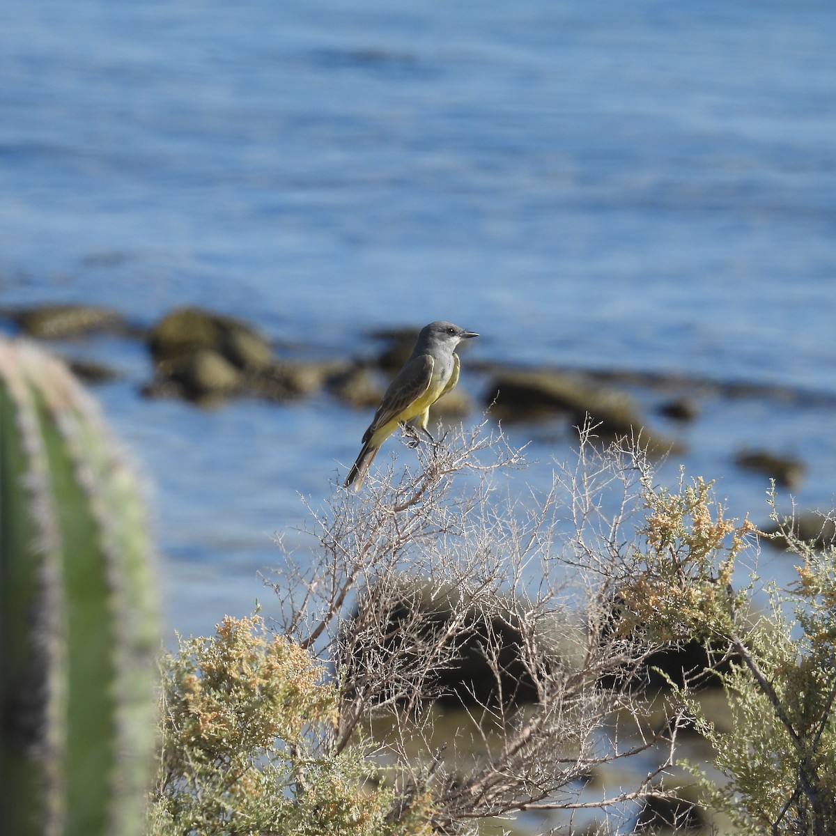 Cassin's Kingbird - ML610157826