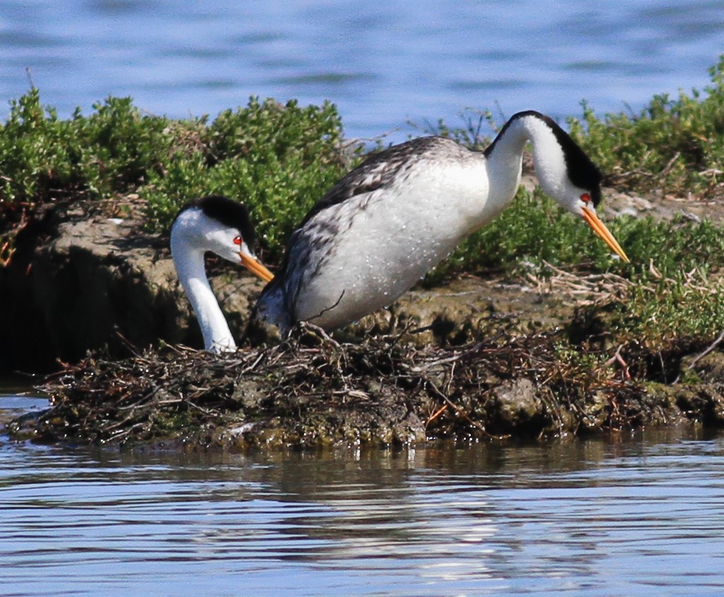 Clark's Grebe - ML610157851