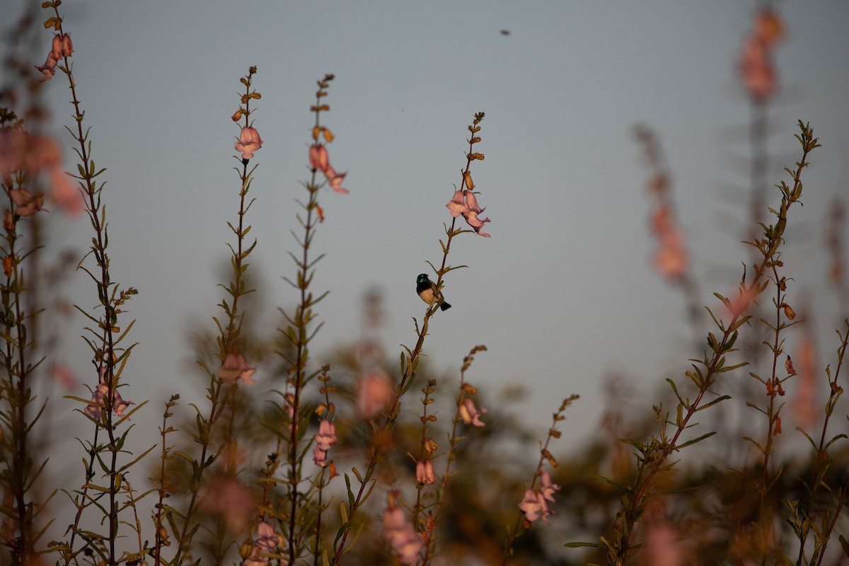 White-breasted Sunbird - ML610157891