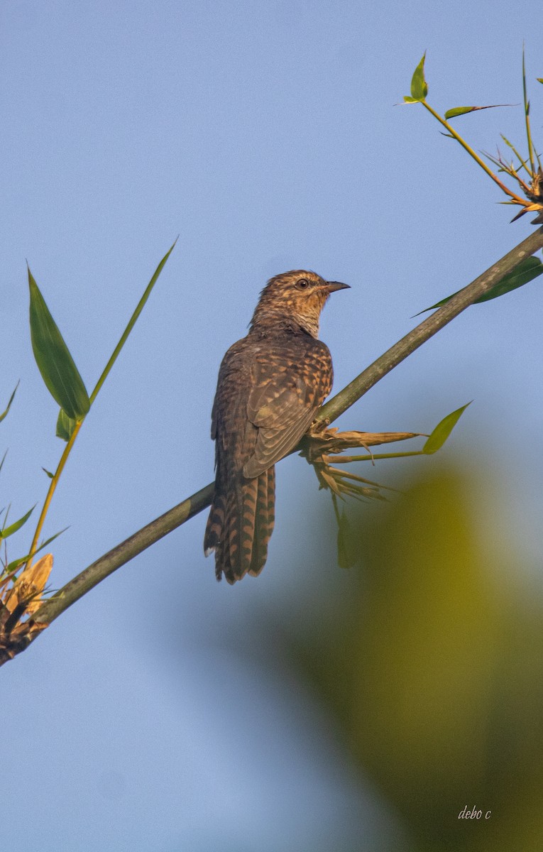 Plaintive Cuckoo - ML610157898