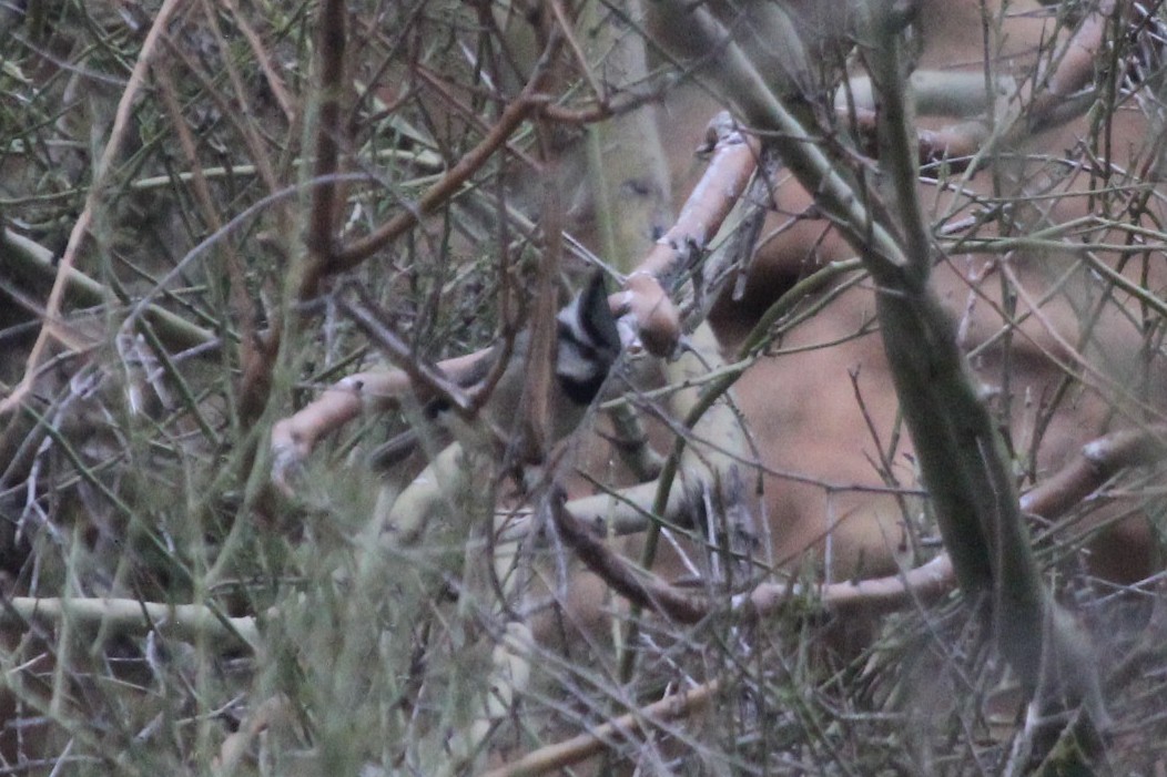 Bridled Titmouse - ML610158028