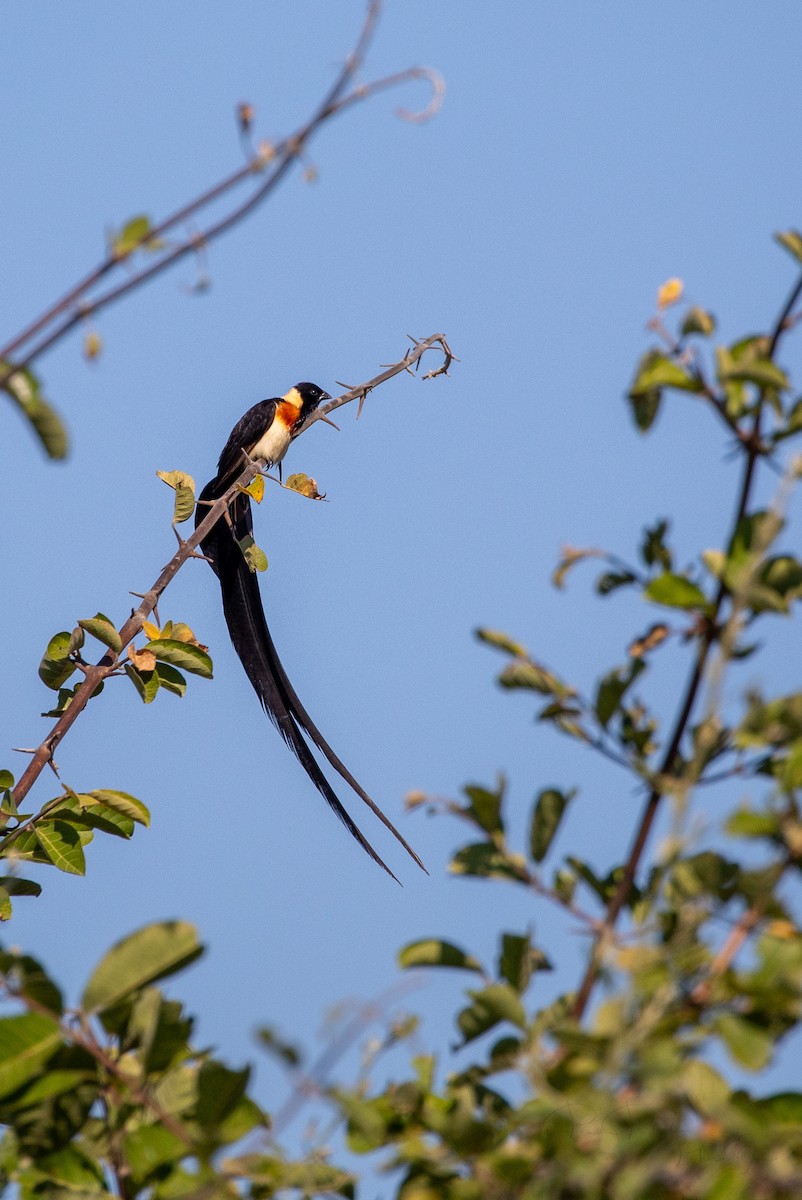 Broad-tailed Paradise-Whydah - ML610158113