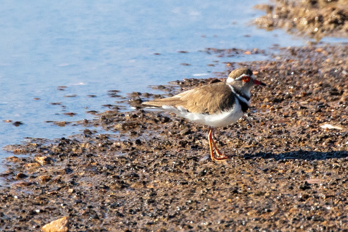 Three-banded Plover - ML610158116