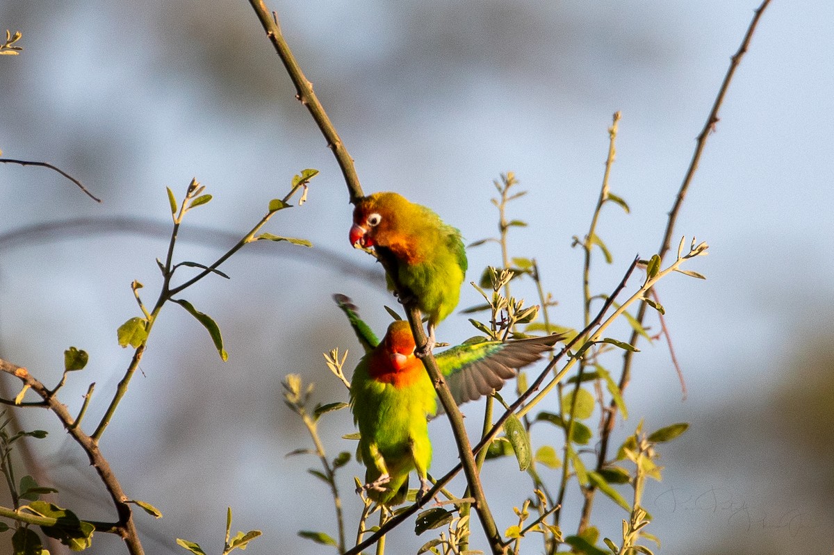 Lilian's Lovebird - Ravi Patel