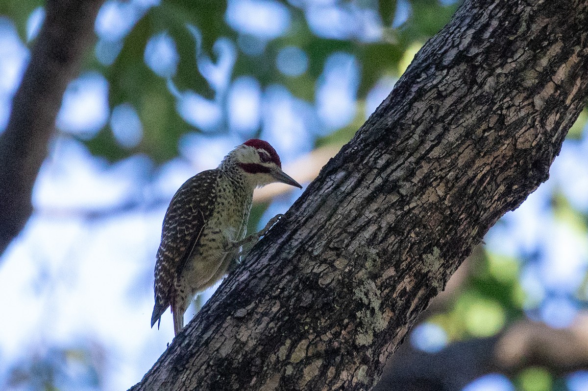 Bennett's Woodpecker - ML610158147
