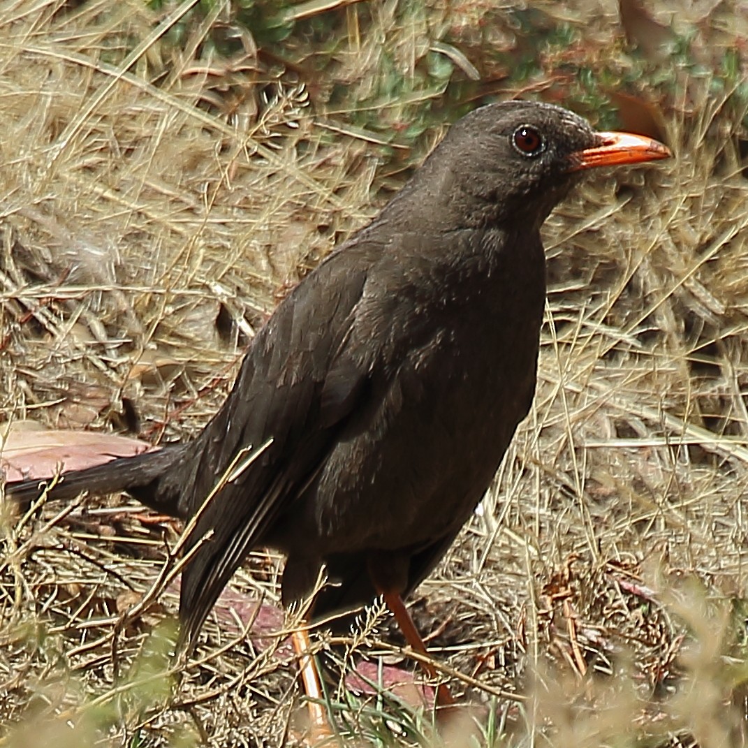 Great Thrush - ML610158246