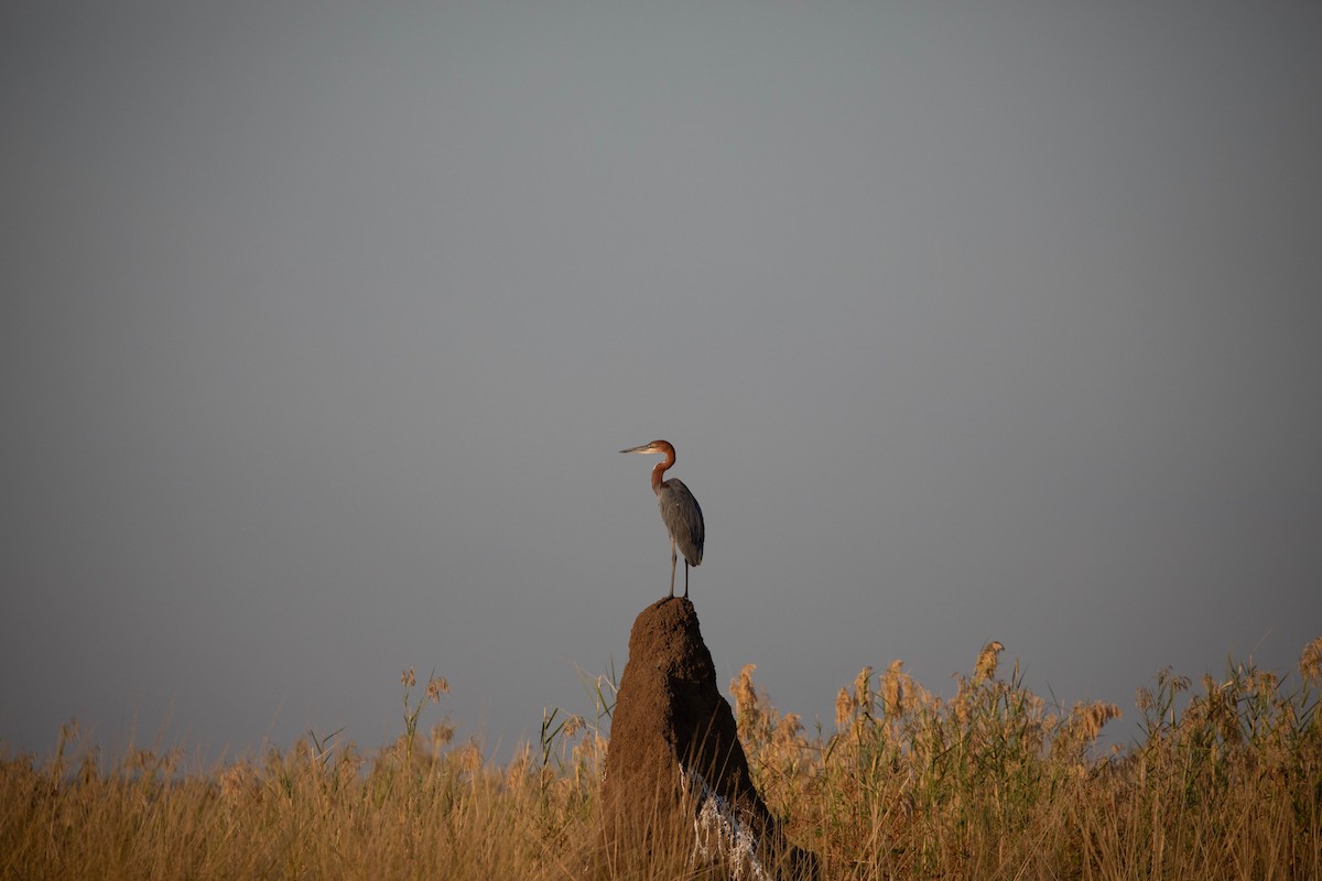 Goliath Heron - ML610158278