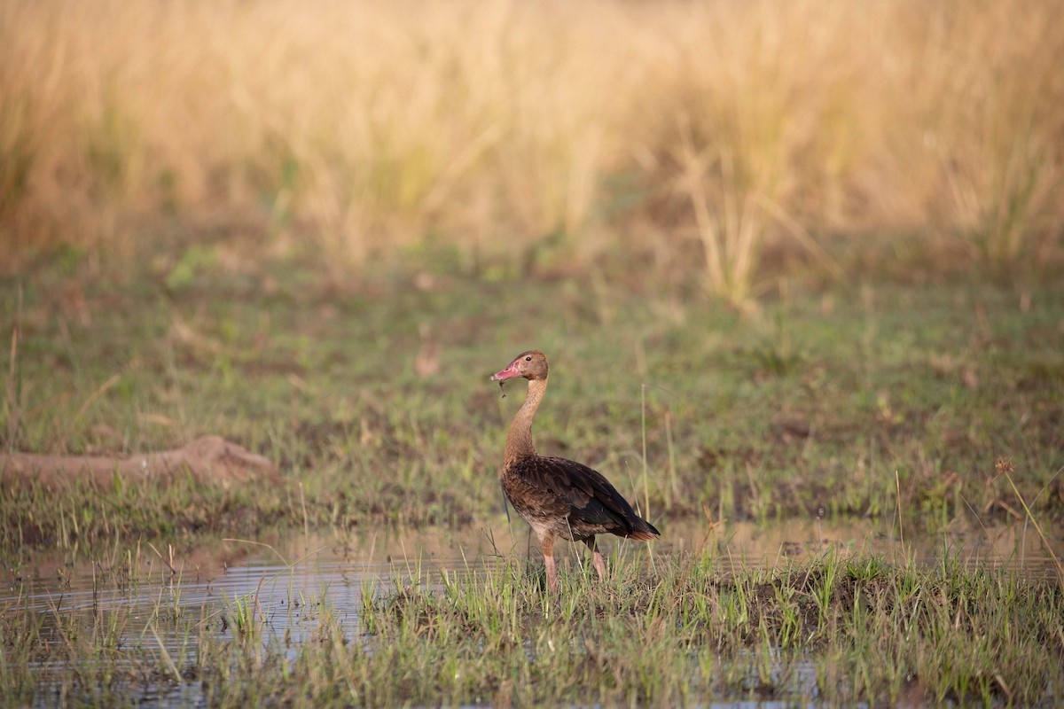 Spur-winged Goose - ML610158279