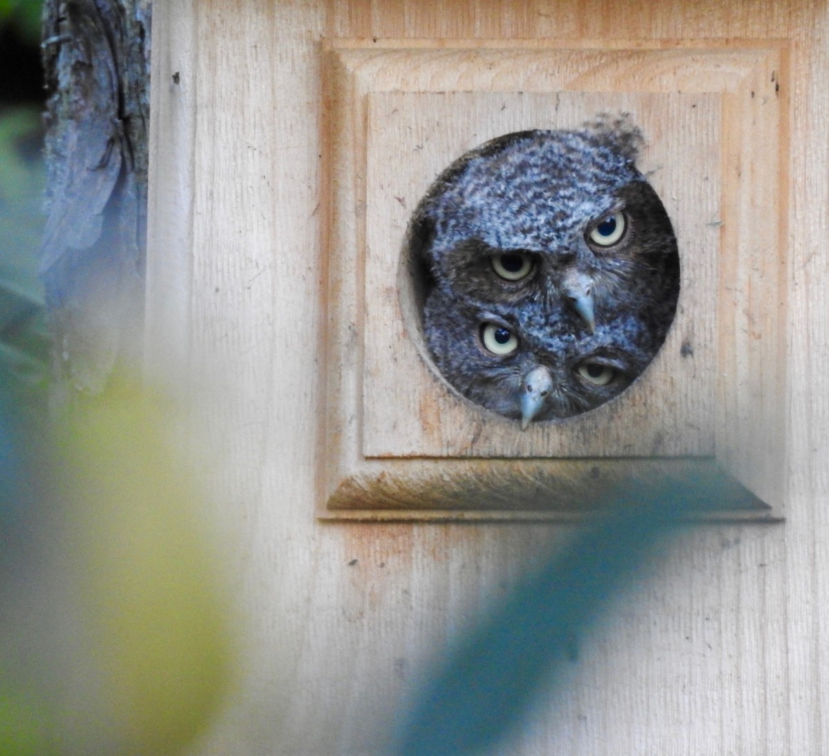 Eastern Screech-Owl - ML61015831