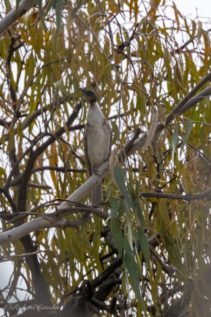 Noisy Friarbird - ML610158379