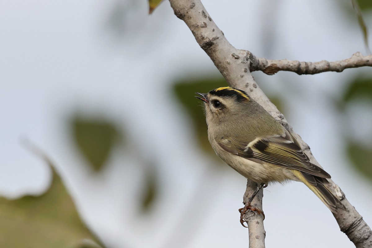 Roitelet à couronne dorée - ML610158397