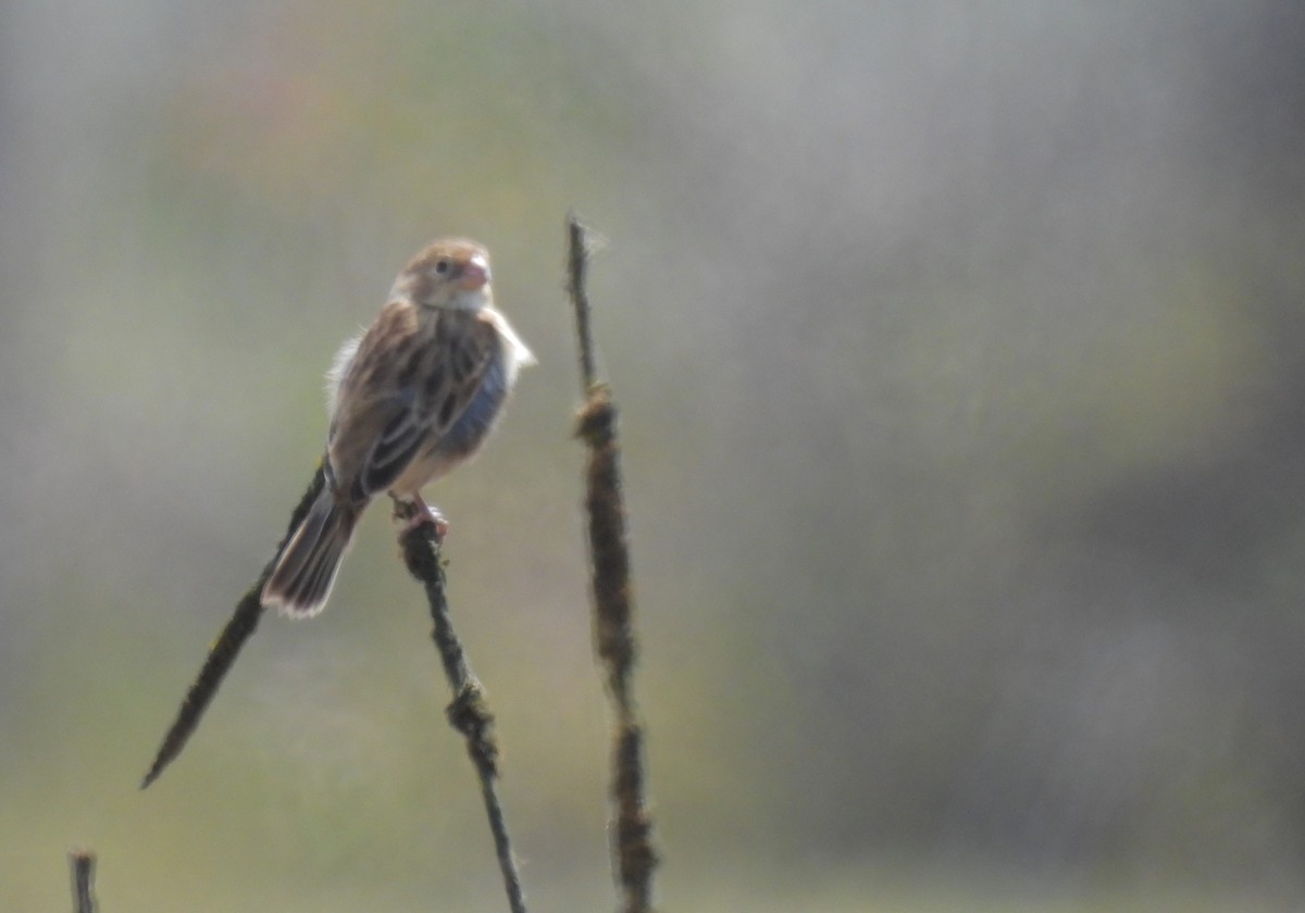 Chestnut-throated Seedeater - ML610158455