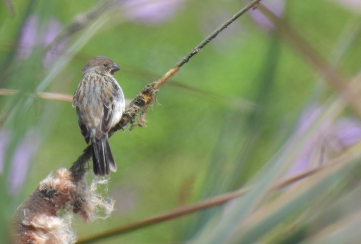 Chestnut-throated Seedeater - Daniel Lane