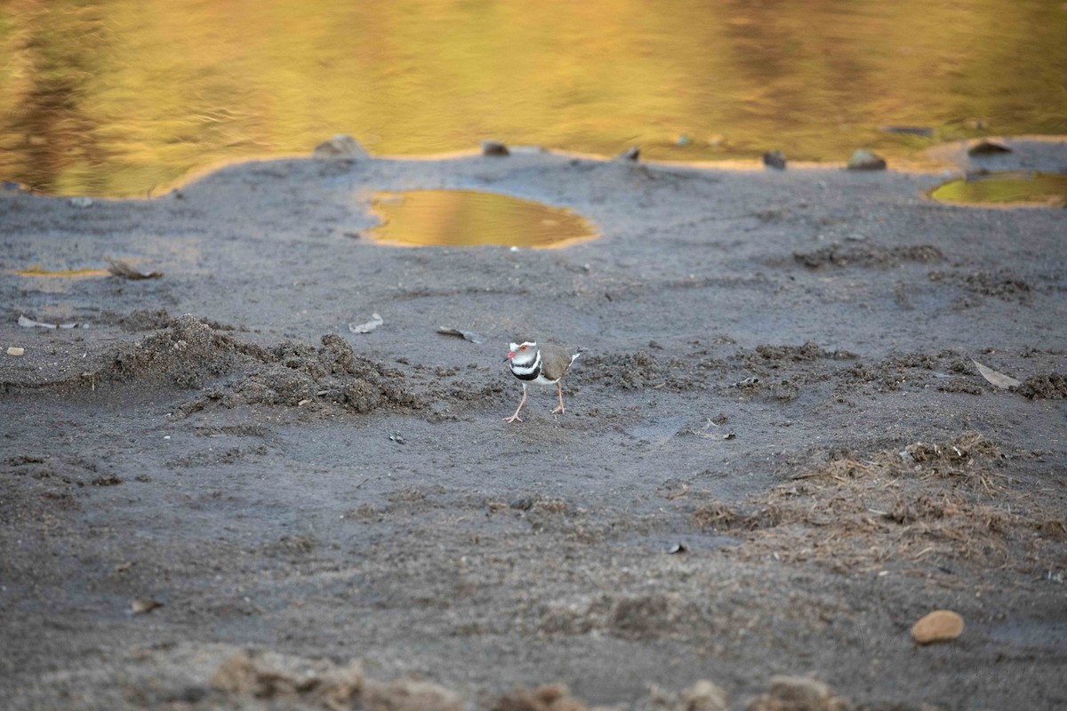 Three-banded Plover - Ravi Patel