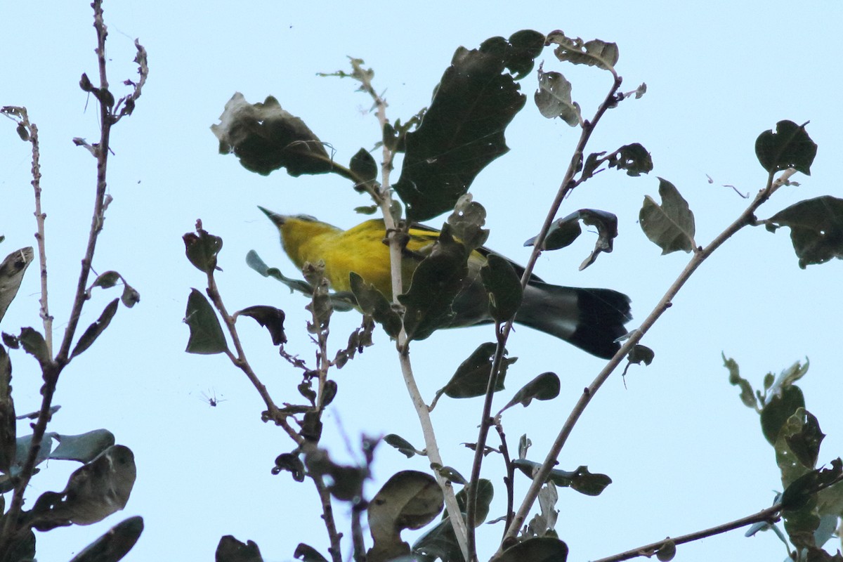 Magnolia Warbler - ML610158504