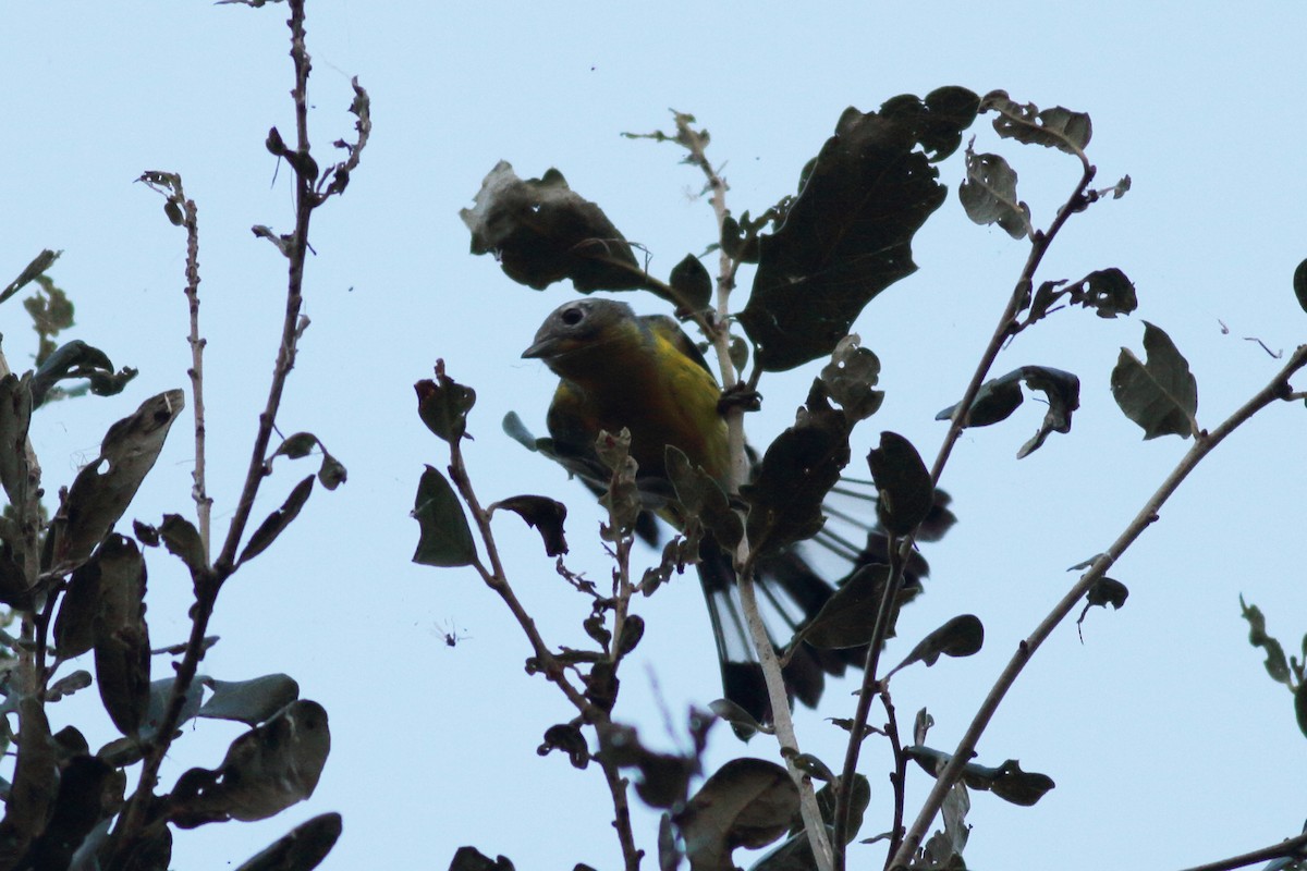 Magnolia Warbler - ML610158508