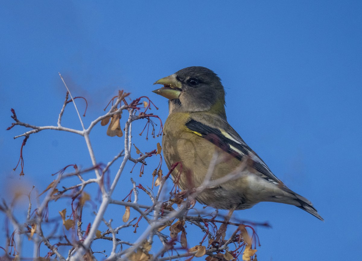 Evening Grosbeak - ML610158511