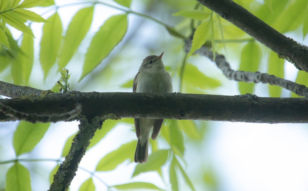 Common Chiffchaff - ML610158539